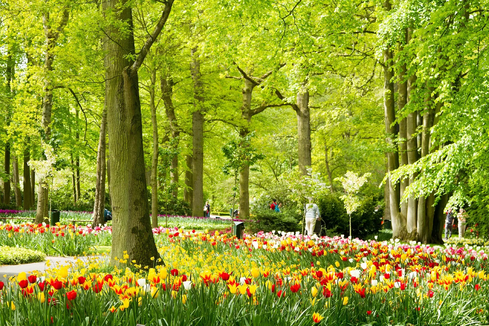 Tulipanes de colores bajo los árboles del parque Keukenhof