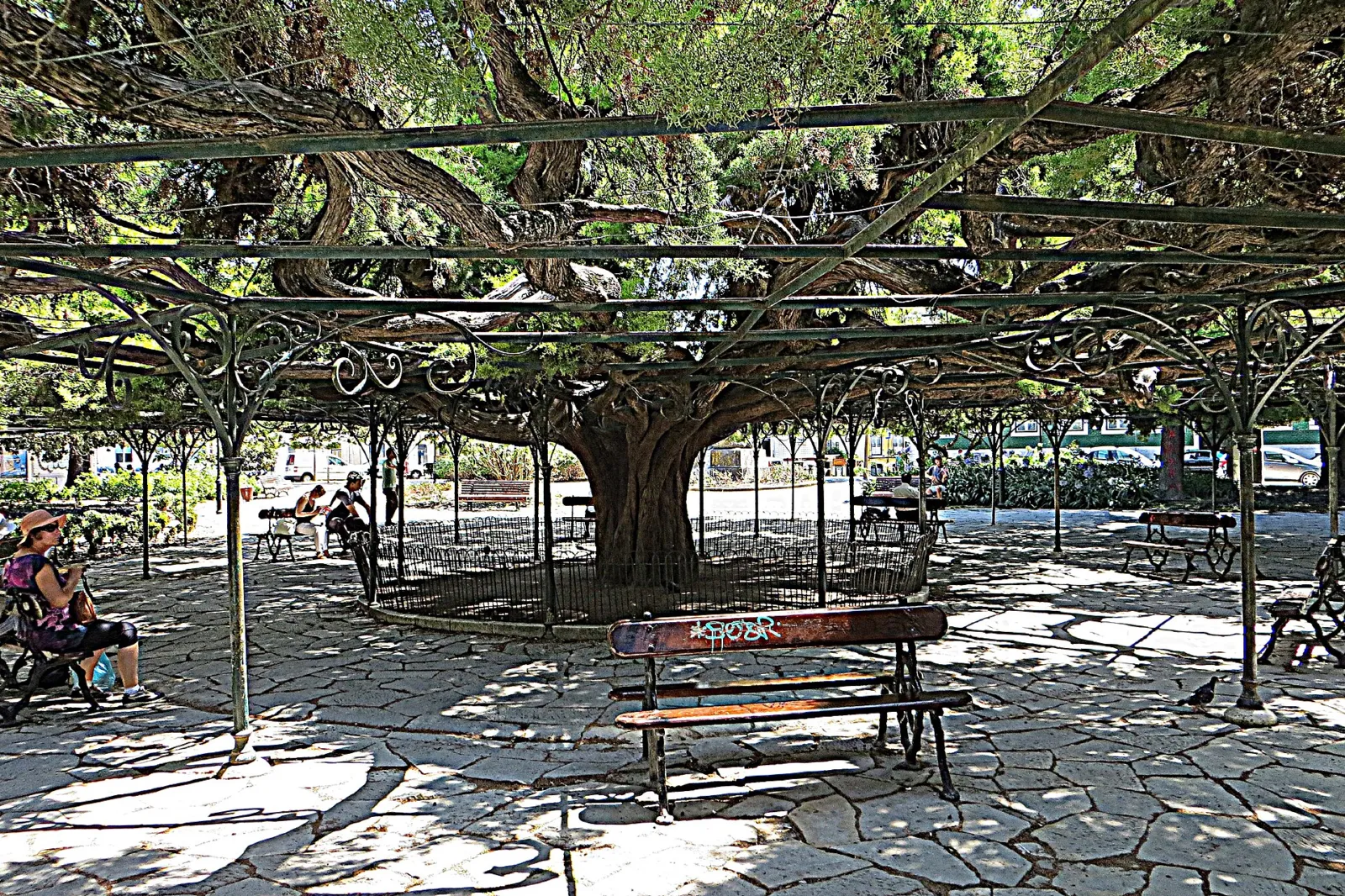 Gran cedro con ramas sostenidas por una estructura de hierro en el jardín de Príncipe Real