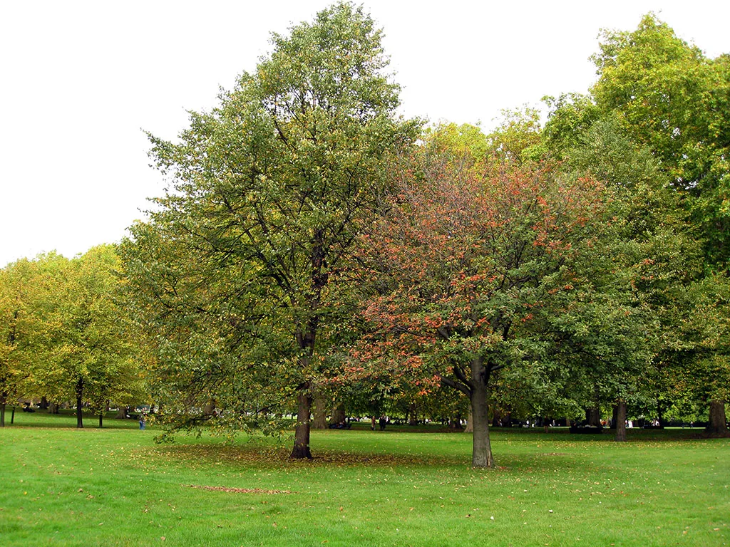 Foto de un grupo de árboles en el Green Park de Londres