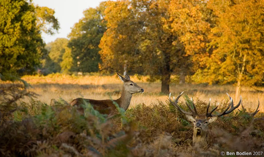 Ciervos en libertad en Richmond Park en Londres