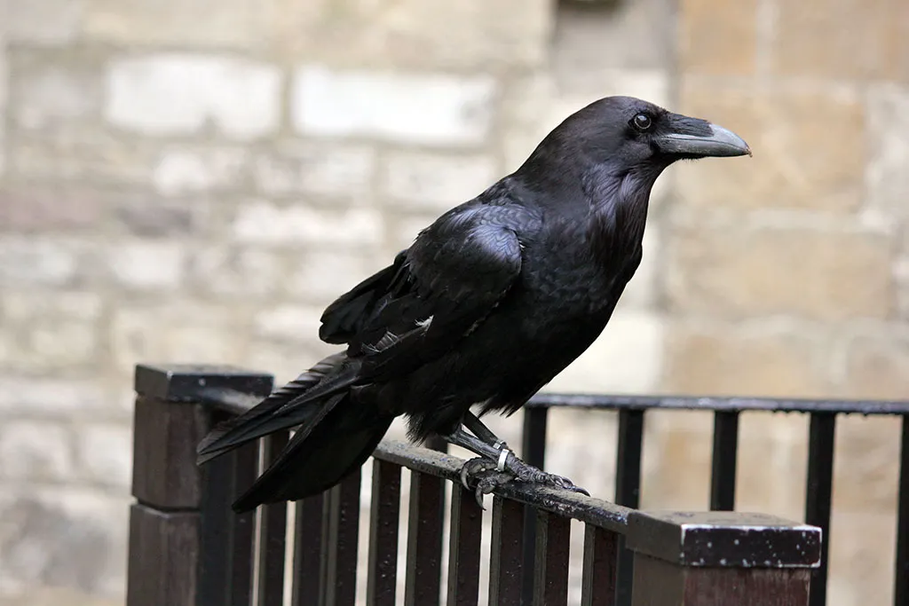 Foto de uno de los Cuervos de la Torre de Londres