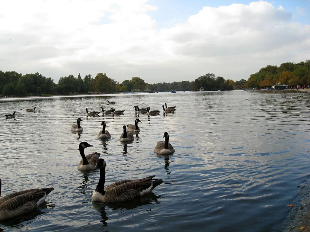 Foto del Lago con patos del parque Hyde Park en Londres