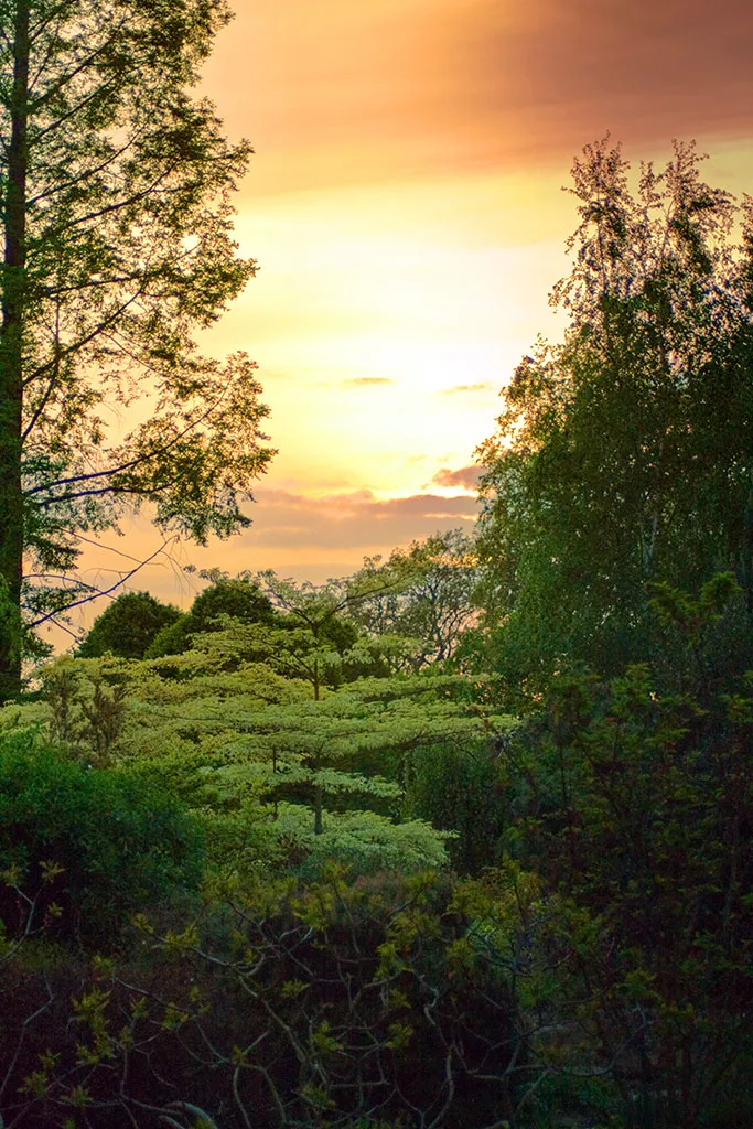 Atardecer en el Parque Regent's Park de Londres