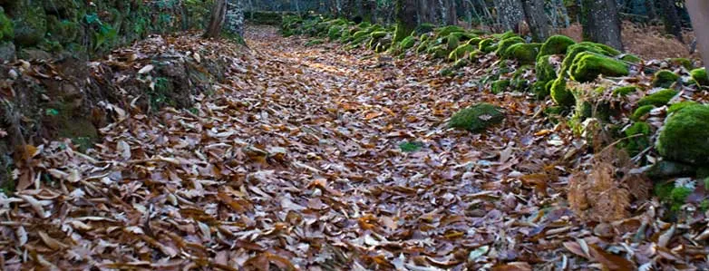 De Monforte de la Sierra a Cepeda