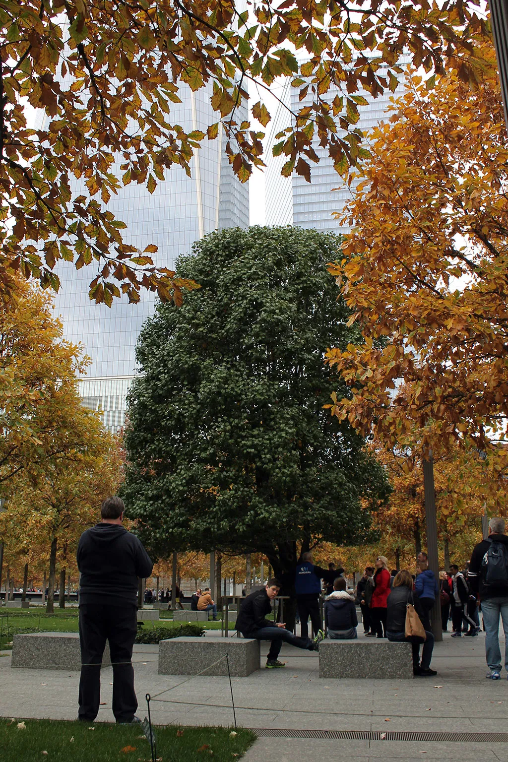 Este peral es el único árbol que sobrevivió en la zona tras los atentados terroristas y se ha conver
